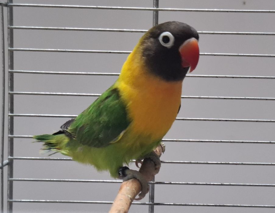 papużki nierozłączki