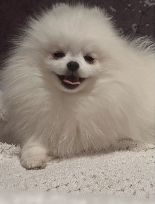 В’язка (міні шпіц)