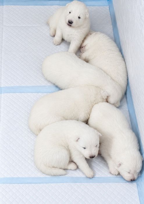 Samoyed szczenię