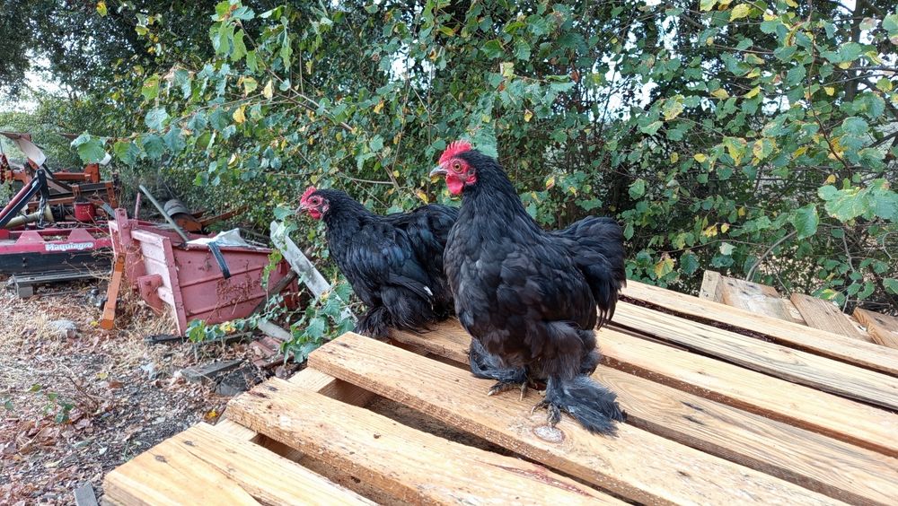 3 Galos Pekin  - 3 meses e meio
