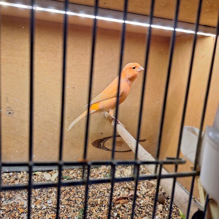 Kanarki - samce na śpiewie