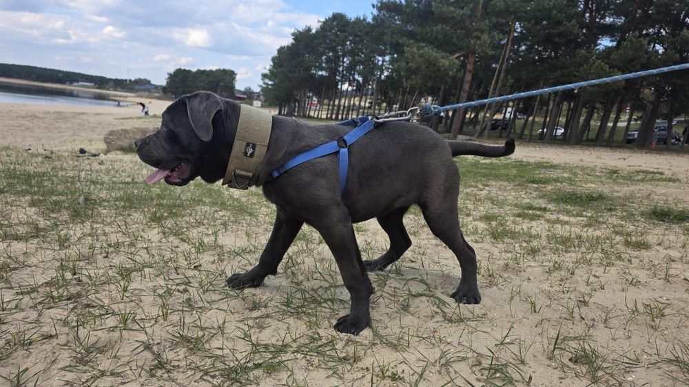 Cane Corso Italiano SUCZKA BŁĘKITNA (7 miesięczna)