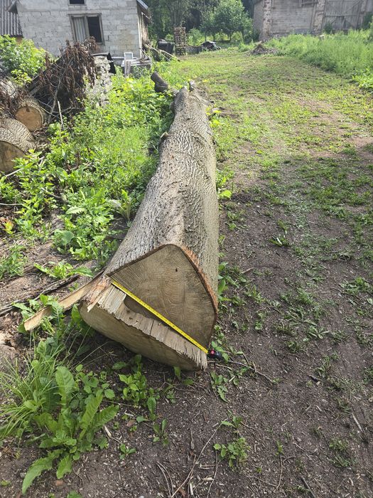 Sprzedam pień lipy 65 cm średnicy 7 m długości