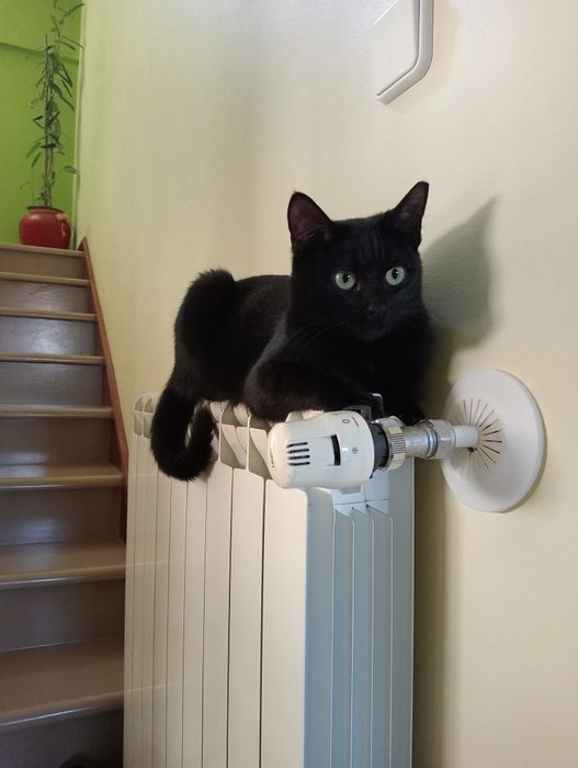 ESTERILIZAADA | Gata juvenil disponível para adoção muito responsável