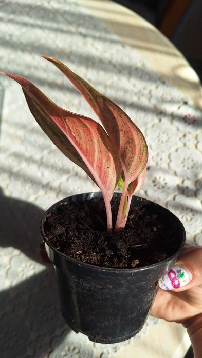 Aglaonema apple fantasy