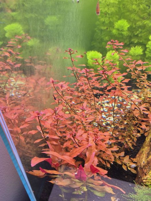 Planta Aquario Ludwigia Super Red