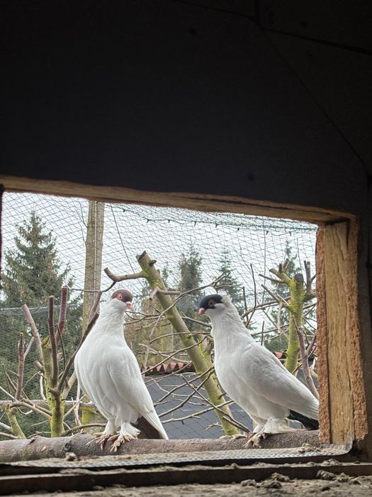 Krymki czarne i czerwone