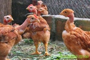 Инкубационое яйцо королевская испанка голошейка(Украина Венгрия)