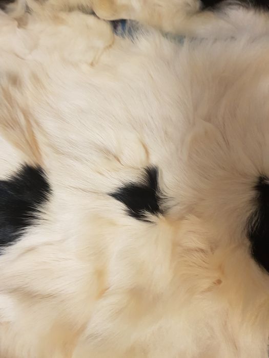 Шкурки козлика выделенаные 84 штуки по 50 гривен