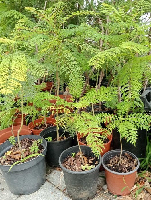 Jacarandás com 3 anos, envasados, com 30/40 cm