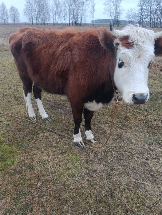Телиця , тільна ,трьох річна