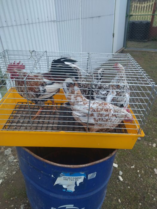 Sprzedam jajka liliputek