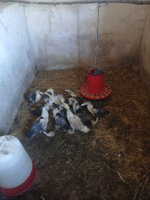 Ovos de pato mudo galados