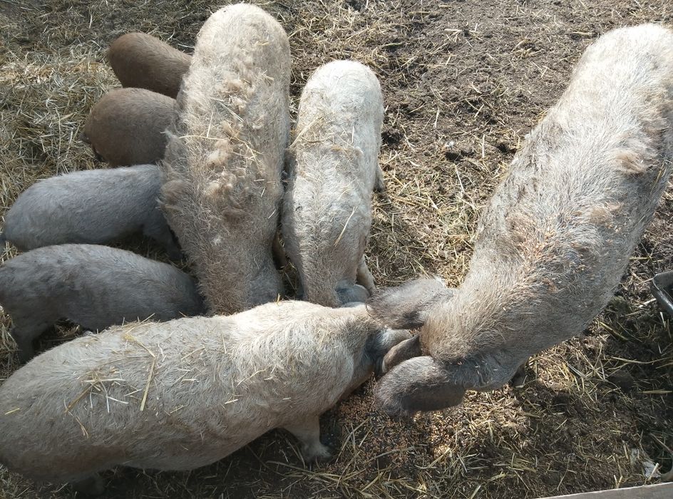 Терміново дешево  кнура мангалиця і льошки.доставка.