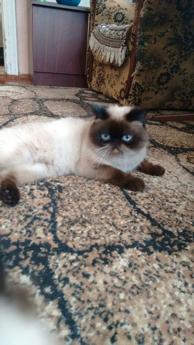 Кот экзот приглашает на вязку.