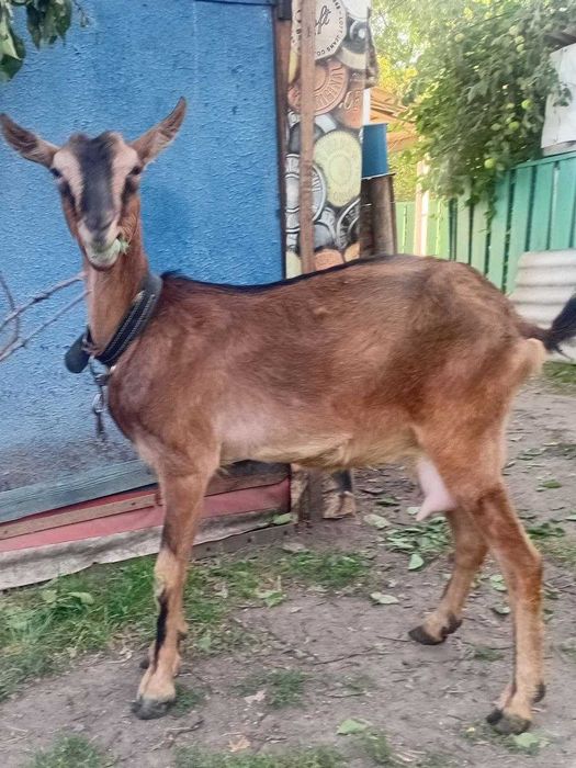 Коза альпійської породи