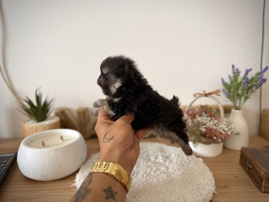 Excelente menino lulu da pomerania mini linhagem russa
