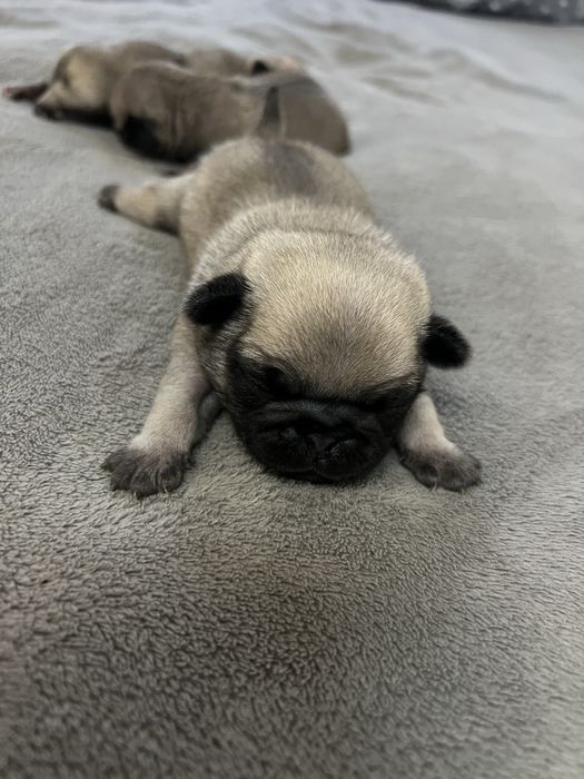 Преміальні цуценята Мопса