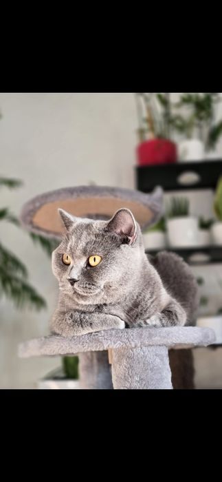 Kotka brytyjska krótkowłosa adopcja