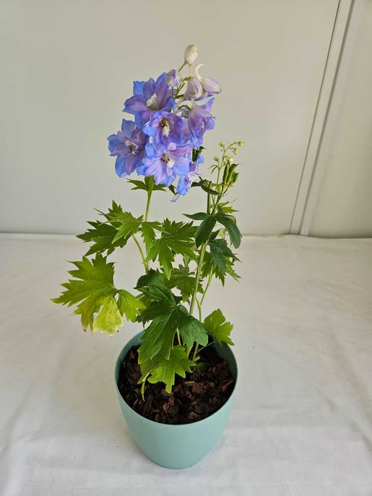 Ostróżka niebieska Sky Blue 45cm C1,5 – bylina ogrodowa + nawóz gratis