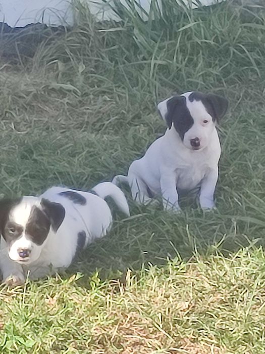 Jack Russell terrier