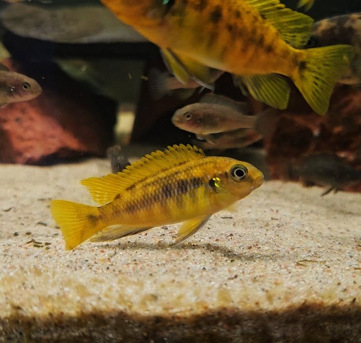 Tropheops otterpoint