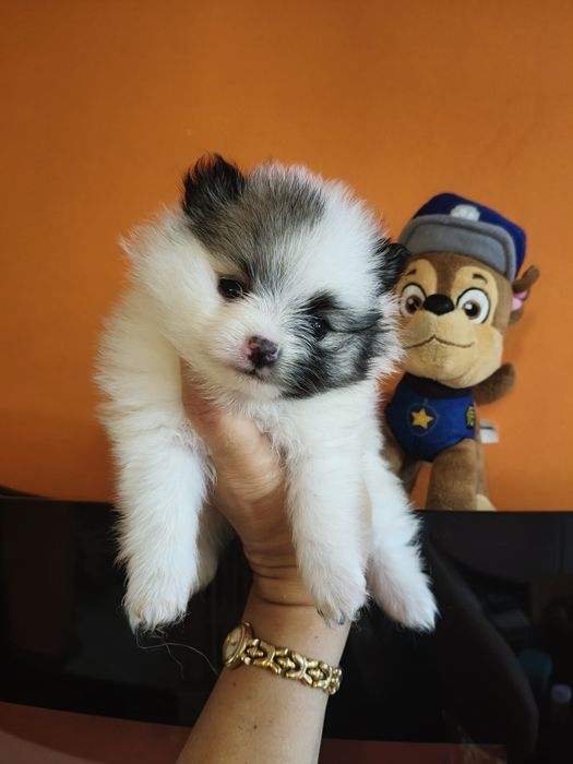 Spitz alemão menina Lulu