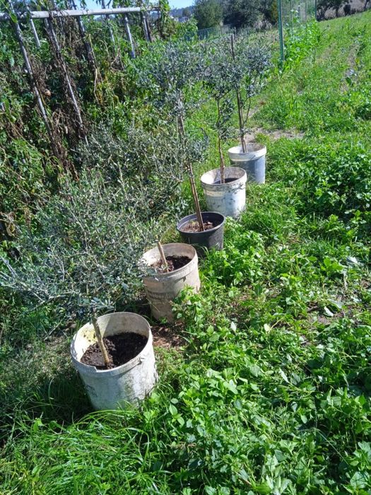Vendo oliveiras bonitas para jardim ou em vaso grande.
