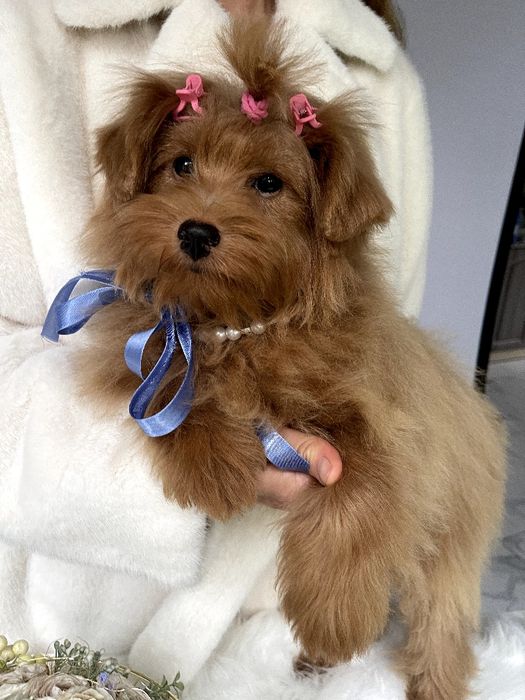 Помапу — Дівчатка-пухнастики з міжнародним паспортом