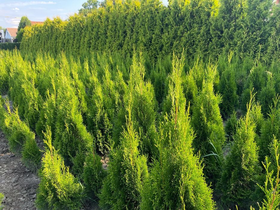 Tuje Szmaragd - Bardzo ładne 130-100 cm