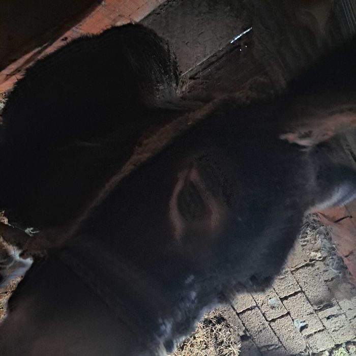 Burro  com 6 anos