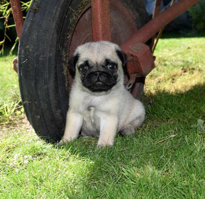 Mops mopsik mopsy ZKwP FCI