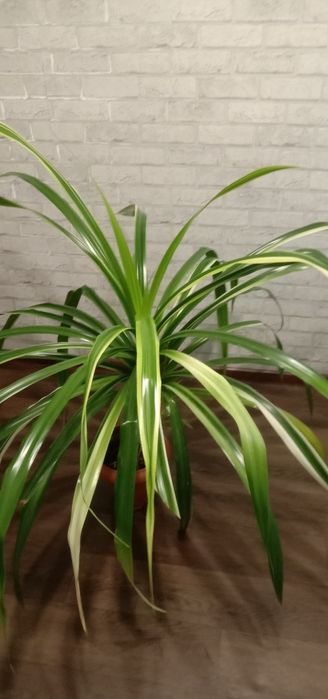 Кімнатна рослина