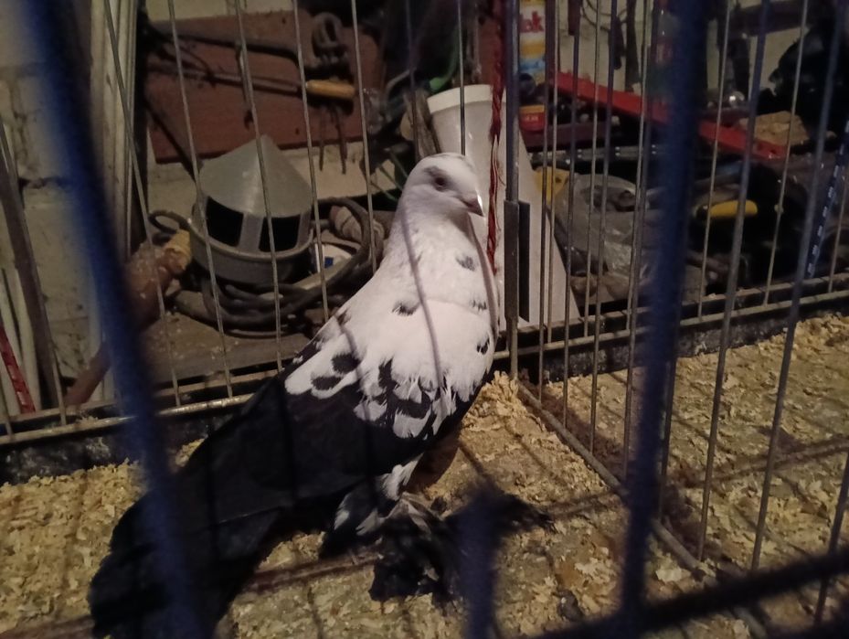 Gołębie widyny czarny i żółta