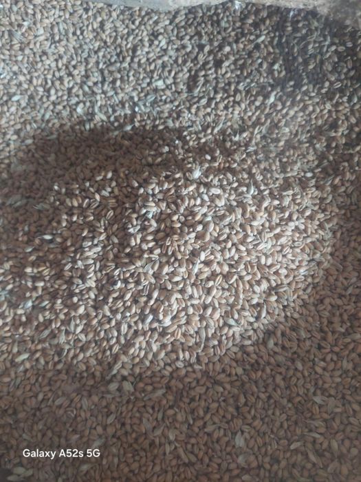 Sprzedam pszenice  ozimą