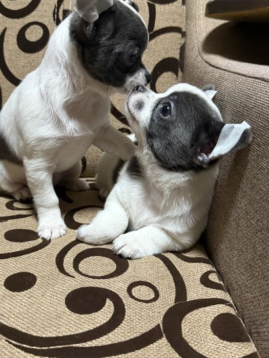 Чіхуашки міні, найкращі для кращих