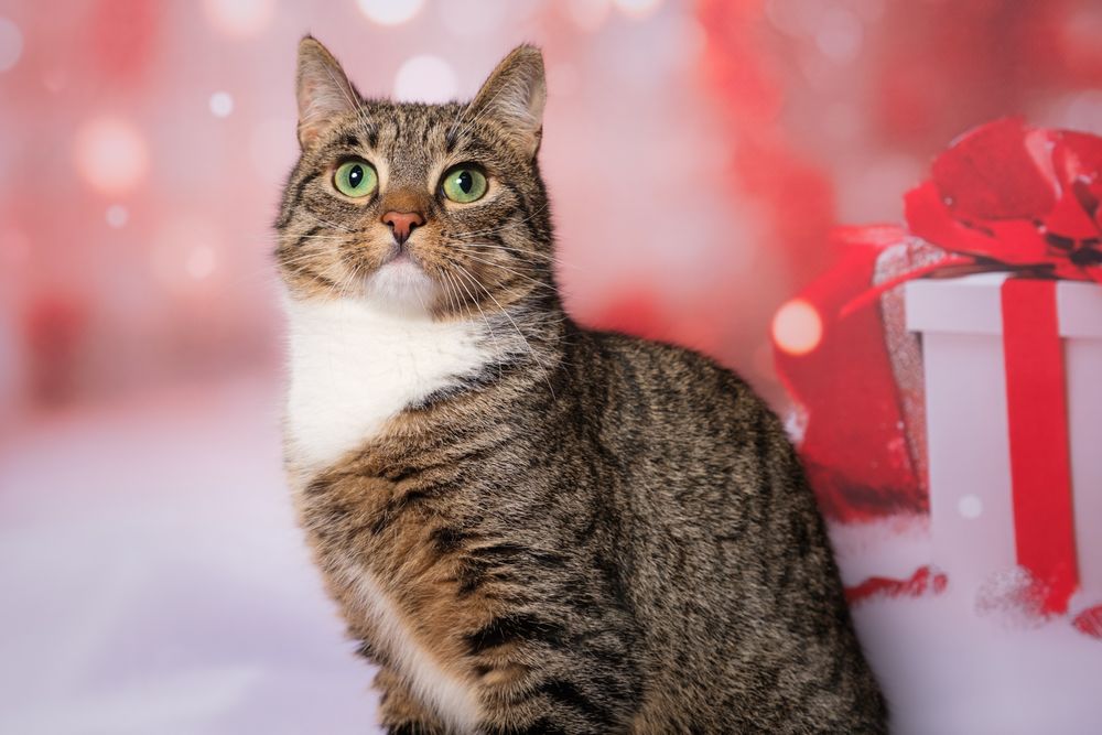 Stefcia - zielonooka bura piękność szuka domu