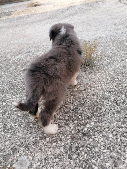 Fêmea Border Collie LOP/RI