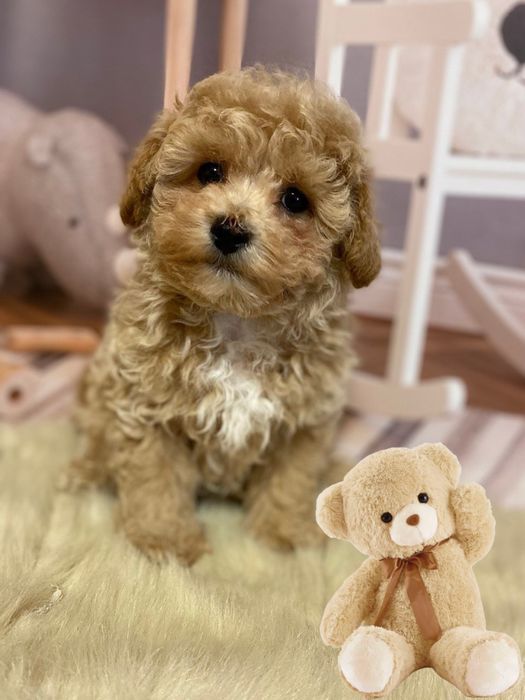 Такий крутезний хлопчик мальтіпу! Карамельний красунчик!