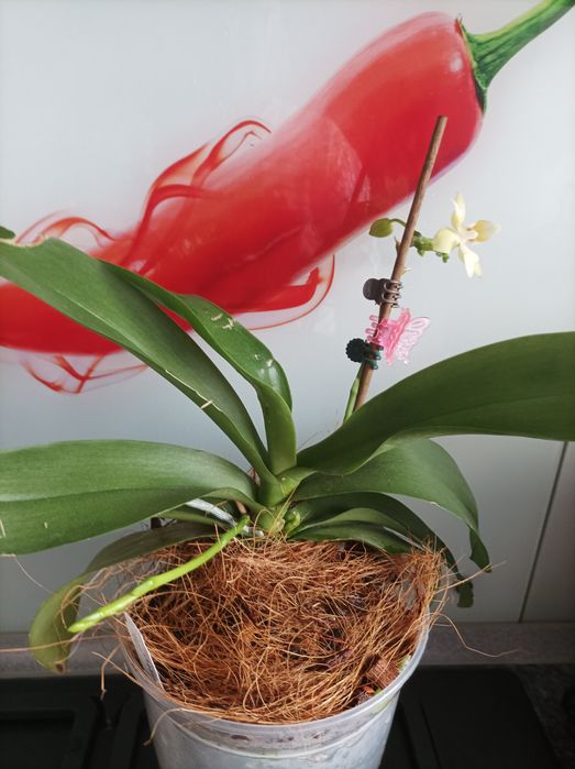 Орхідея бабочка Golden Dawn