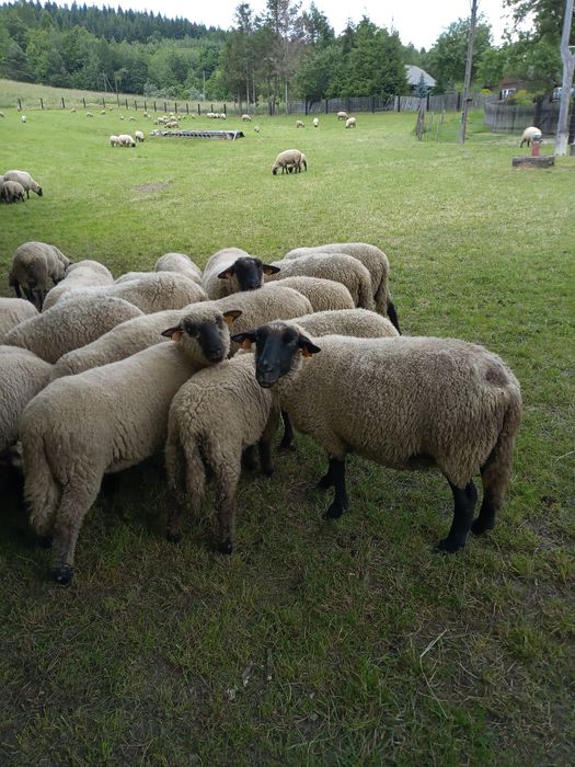 Owce, Jagnięta,barany czarnogłówki tusza jagnięca