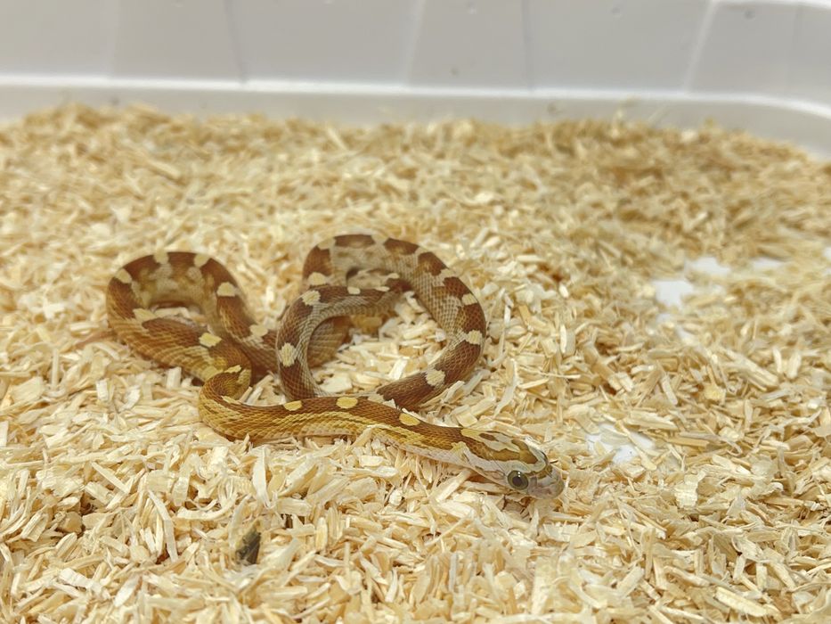 Wąż zbożowy węże zbożowe