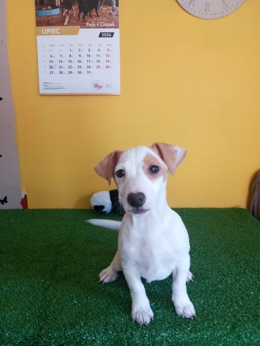 Ostatni Piesek Jack Russell terrier