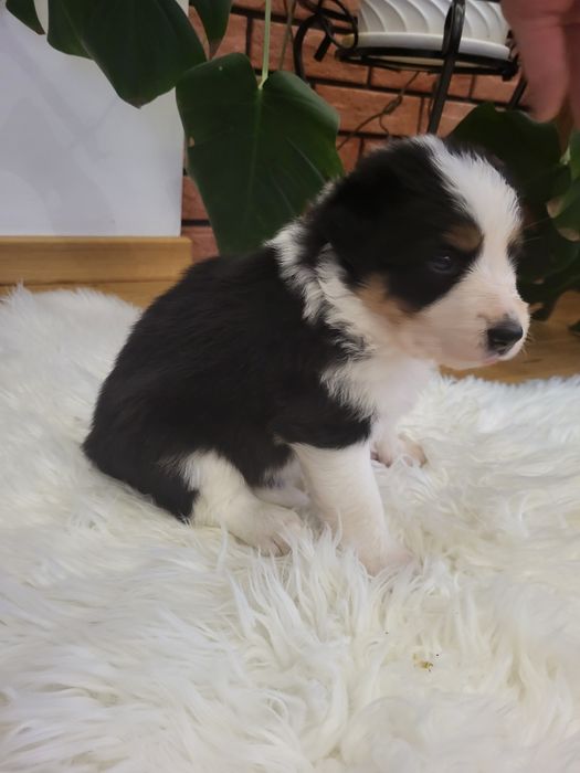Szczeniak Border collie