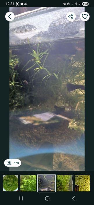 Водоросли для аквариума