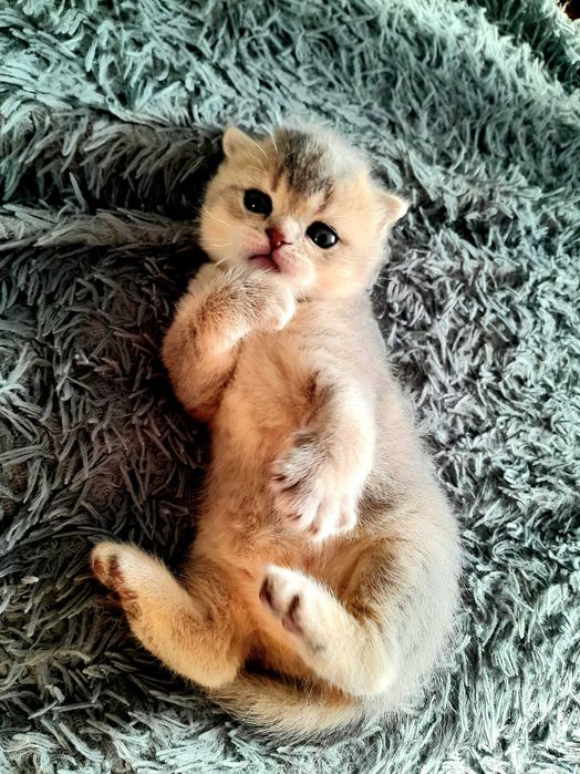 Дорогі кошенята британські шиншили! Шикарні розкраси! Приймаю бронь