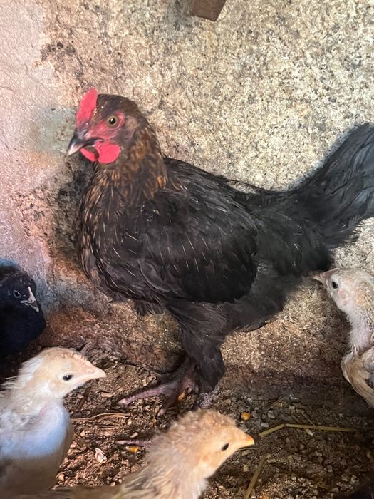 Frango jovem Maran