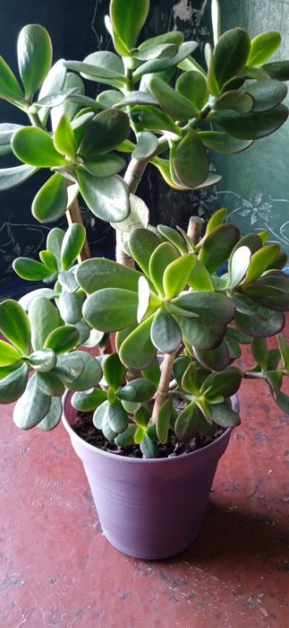 Продам красулу денежное дерево