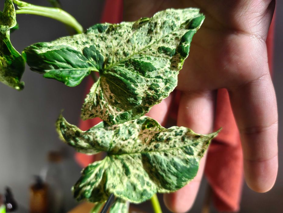 Syngonium Mottled Mojito