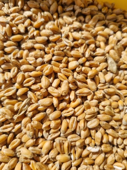 Pszenica ozima workowana